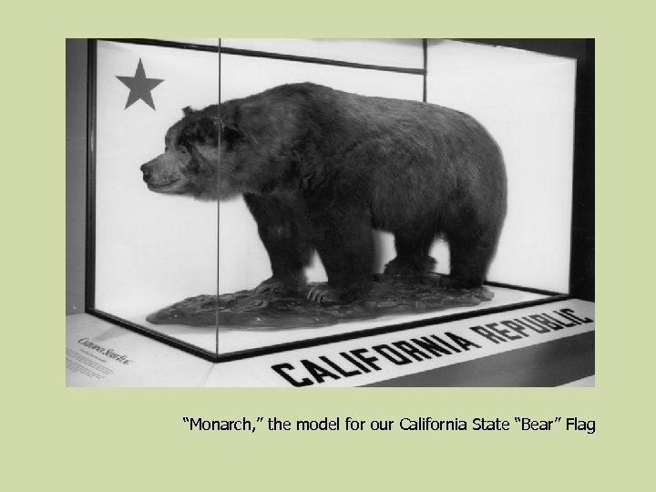 “Monarch, ” the model for our California State “Bear” Flag 