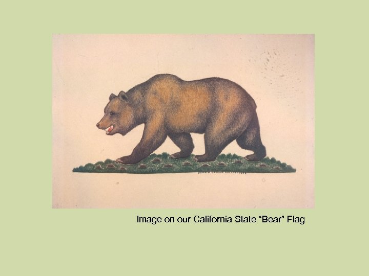 Image on our California State “Bear” Flag 