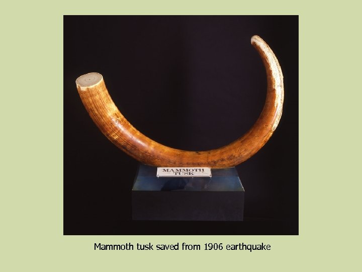 Mammoth tusk saved from 1906 earthquake 