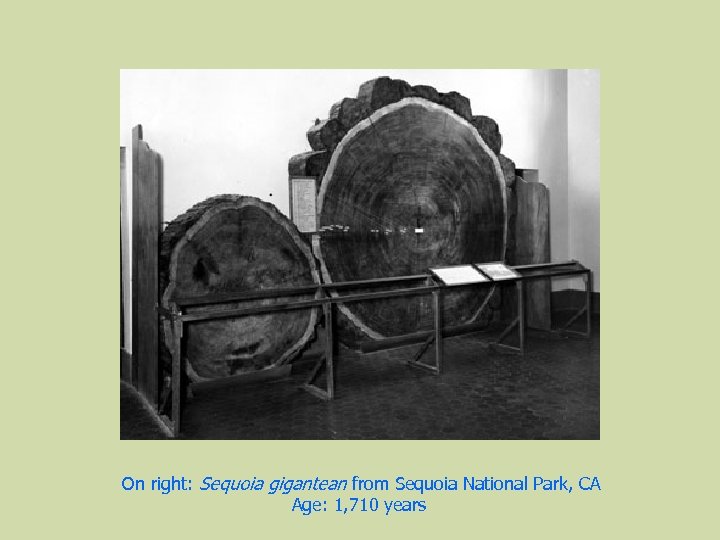On right: Sequoia gigantean from Sequoia National Park, CA Age: 1, 710 years 