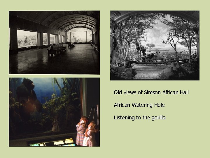 Old views of Simson African Hall African Watering Hole Listening to the gorilla 