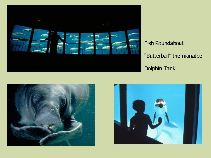 Fish Roundabout “Butterball” the manatee Dolphin Tank 