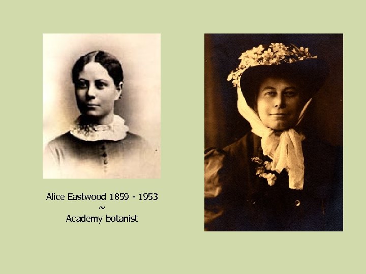 Alice Eastwood 1859 - 1953 ~ Academy botanist 