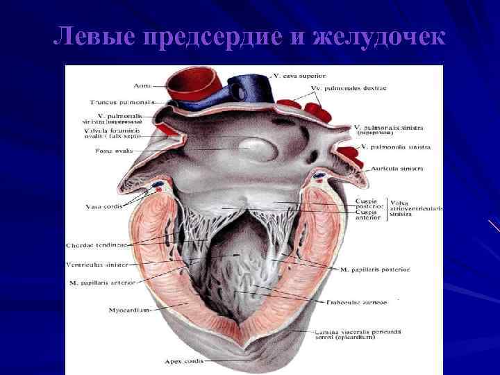 Желудочек Сердца Фото