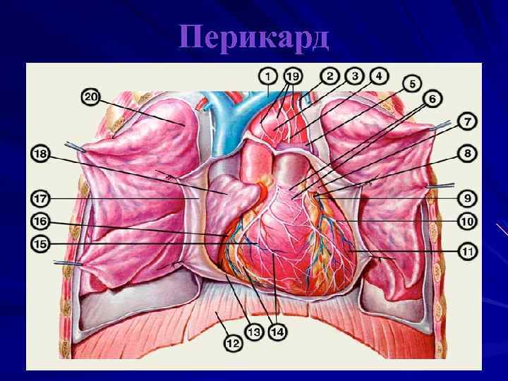 Расположение сердца и желудка у человека фото