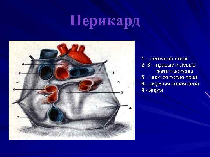 Перикард 1 – легочный ствол 2, 6 – правые и левые легочные вены 5