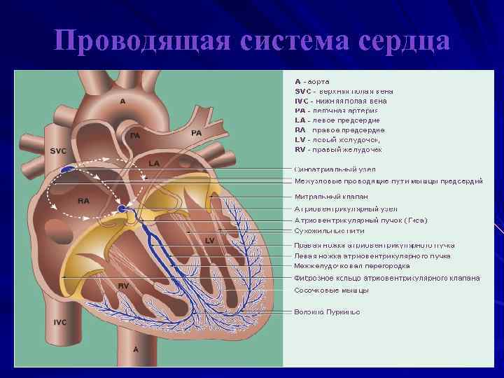 Проводящая система сердца механизм автоматии сердца презентация