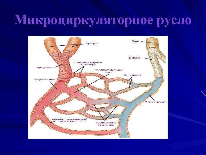 Микроциркуляторное русло. Строение микроциркуляторного русла. Схема микроциркуляторного русла гистология. Микроциркуляторное русло анатомия. Функции сосудов микроциркуляторного русла.