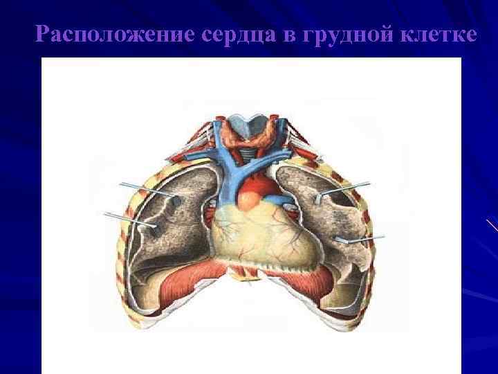 Расположение сердца в грудной клетке 