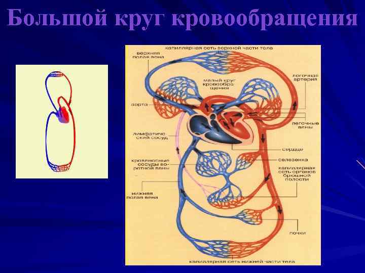 По артериям большого круга кровообращения течет. Большой и малый круги кровообращения у животных. Большой круг кровообращения.