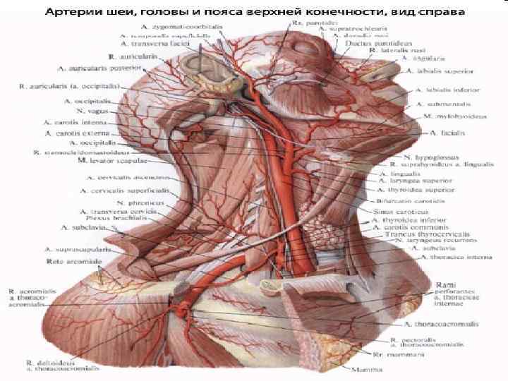 Артерии Шеи Фото