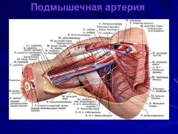 Подмышечная область анатомия. Подгрудной треугольник артерии. Подмышечная артерия анатомия. Ветви подмышечной артерии.