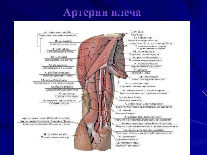 Где находится плечевая артерия у человека фото