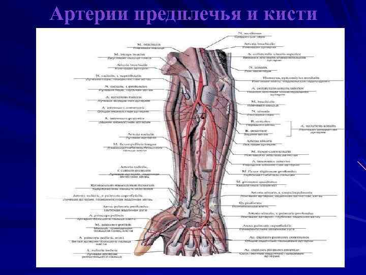 Артерии предплечья и кисти 