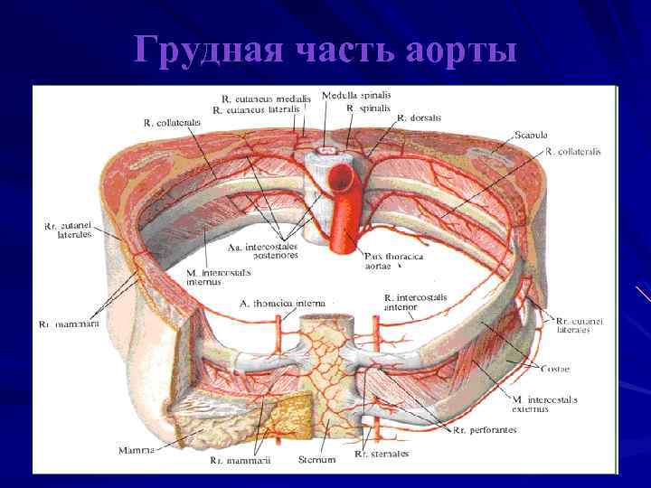 Висцеральные ветви грудной аорты. Грудная аорта рисунок.