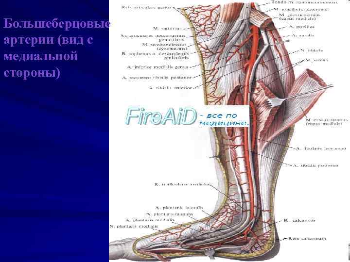 Большеберцовые артерии (вид с медиальной стороны) 