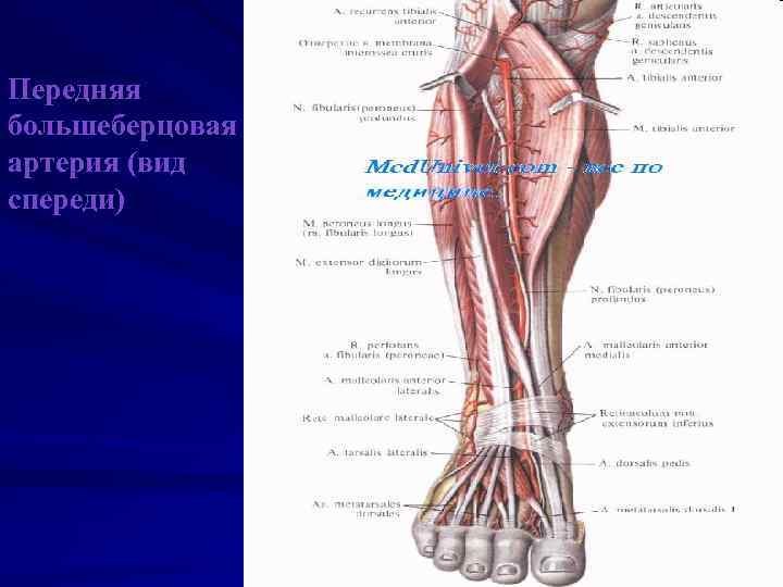 Передняя большеберцовая артерия (вид спереди) 