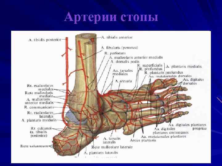 Пульсация артерий стопы