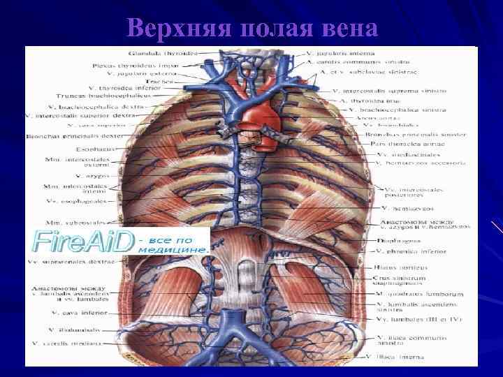 Две верхние полые вены. Отверстие верхней полой вены. Верхняя полая Вена анатомия сердца. Отверстия верхней и нижней полых вен.