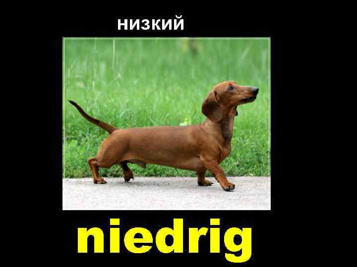 низкий niedrig 