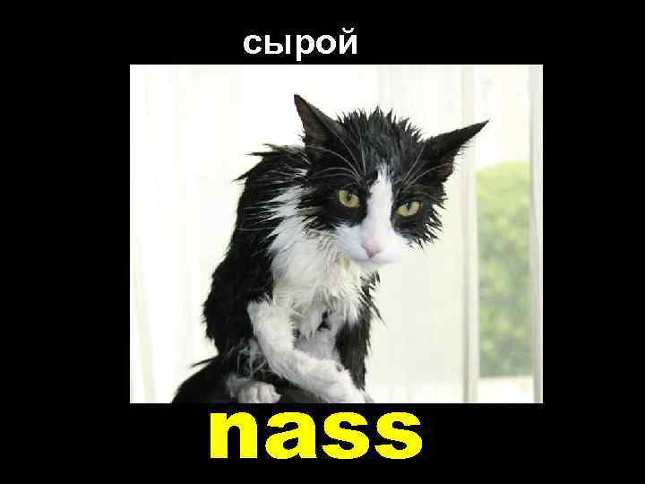 сырой nass 