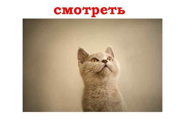 смотреть sehen 