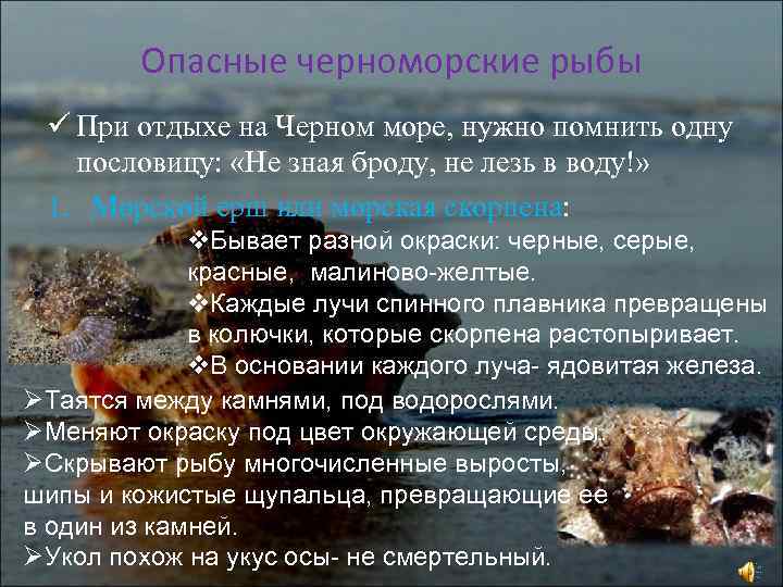 Опасные черноморские рыбы ü При отдыхе на Черном море, нужно помнить одну пословицу: «Не