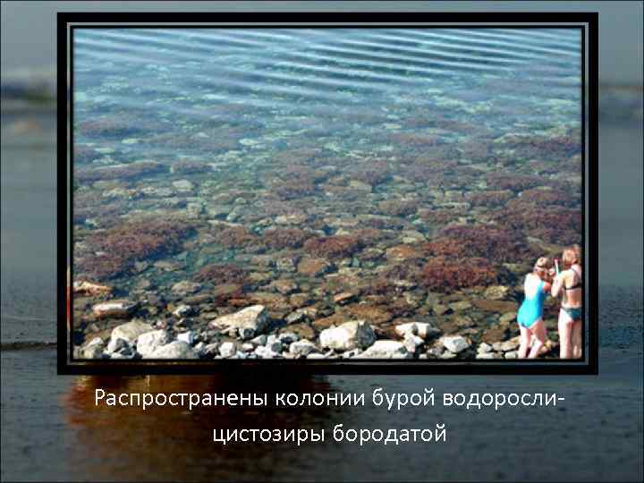 Распространены колонии бурой водорослицистозиры бородатой 