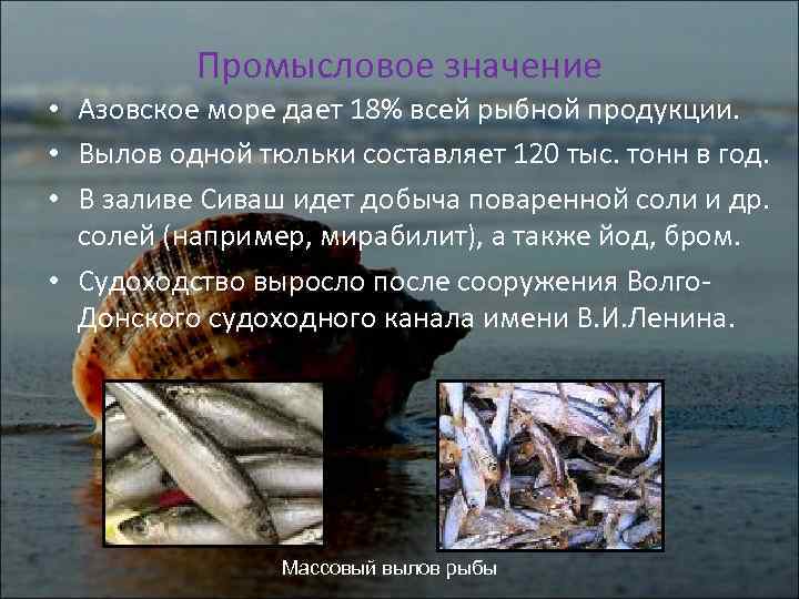 Промысловое значение • Азовское море дает 18% всей рыбной продукции. • Вылов одной тюльки