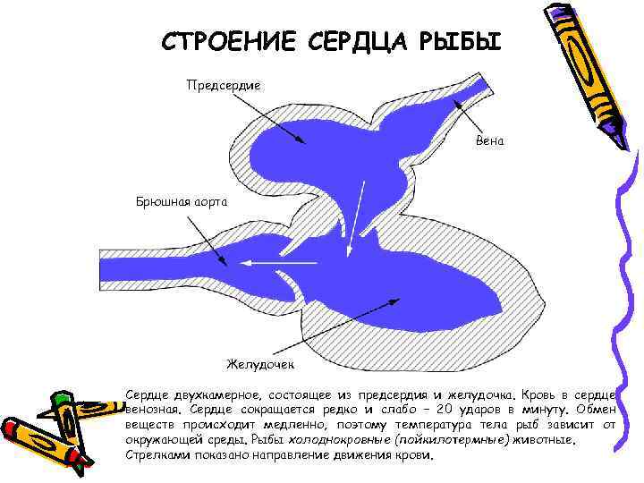 СТРОЕНИЕ СЕРДЦА РЫБЫ Предсердие Вена Брюшная аорта Желудочек Сердце двухкамерное, состоящее из предсердия и