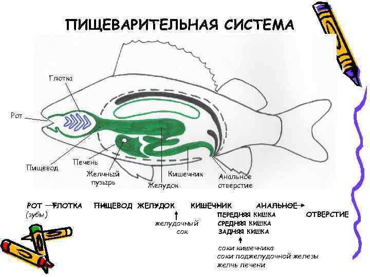 ПИЩЕВАРИТЕЛЬНАЯ СИСТЕМА Глотка Рот Пищевод Печень РОТ ГЛОТКА (зубы) Желчный пузырь Кишечник Желудок ПИЩЕВОД