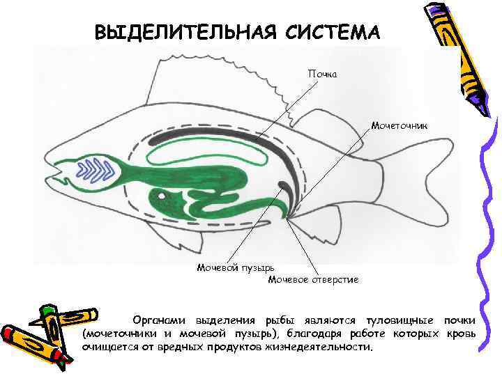 ВЫДЕЛИТЕЛЬНАЯ СИСТЕМА Почка Мочеточник Мочевой пузырь Мочевое отверстие Органами выделения рыбы являются туловищные почки