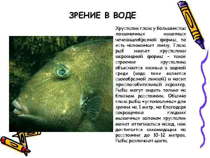 ЗРЕНИЕ В ВОДЕ Хрусталик глаза у большинства позвоночных животных чечевицеобразной формы, то есть напоминает