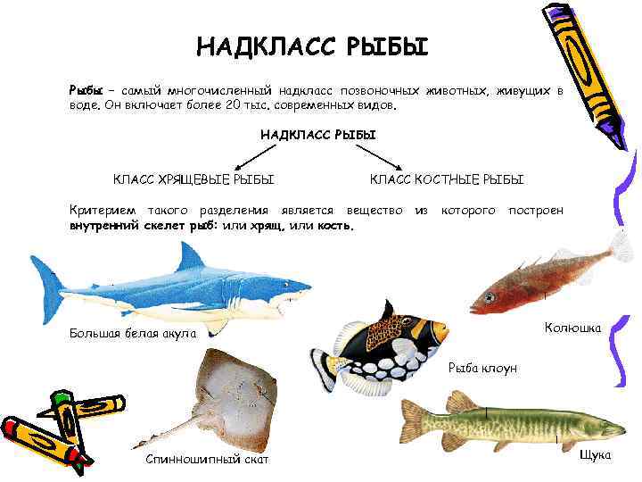 НАДКЛАСС РЫБЫ Рыбы – самый многочисленный надкласс позвоночных животных, живущих в воде. Он включает