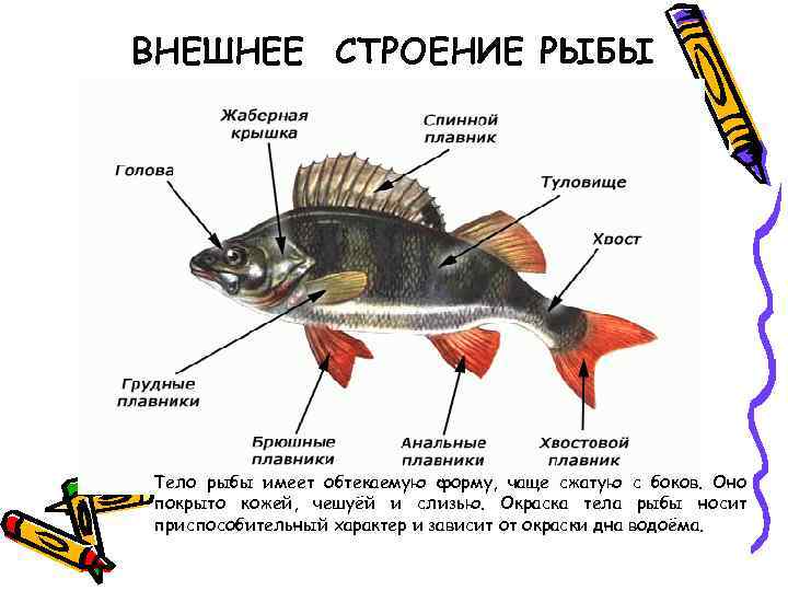 ВНЕШНЕЕ СТРОЕНИЕ РЫБЫ Тело рыбы имеет обтекаемую форму, чаще сжатую с боков. Оно покрыто