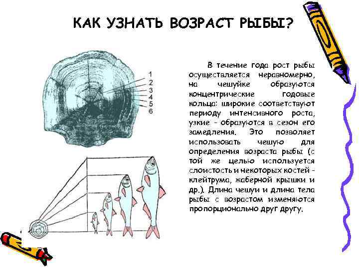 КАК УЗНАТЬ ВОЗРАСТ РЫБЫ? В течение года рост рыбы осуществляется неравномерно, на чешуйке образуются