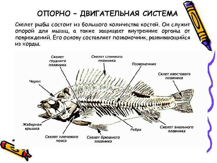ОПОРНО – ДВИГАТЕЛЬНАЯ СИСТЕМА Скелет рыбы состоит из большого количества костей. Он служит опорой