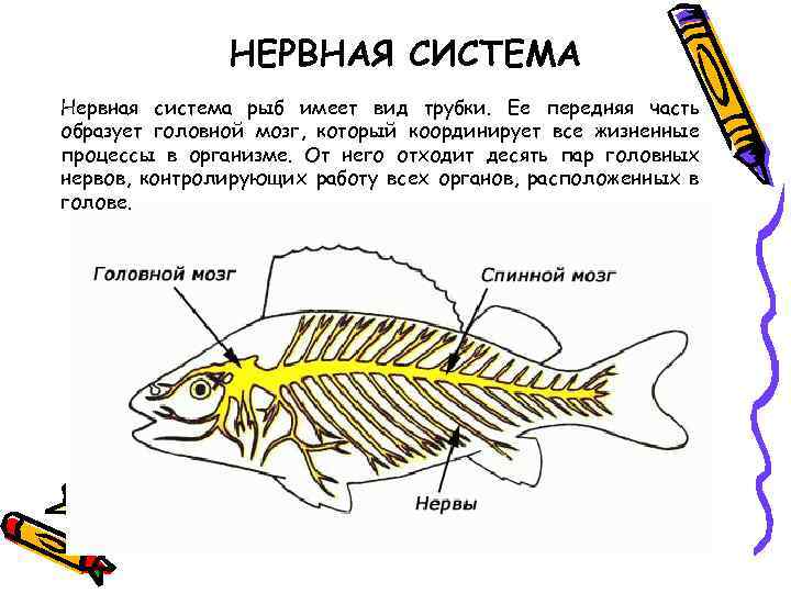 Нервная система рыб картинка