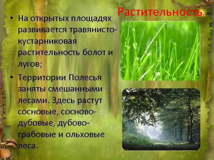 Растительность • На открытых площадях развивается травянистокустарниковая растительность болот и лугов; • Территории Полесья