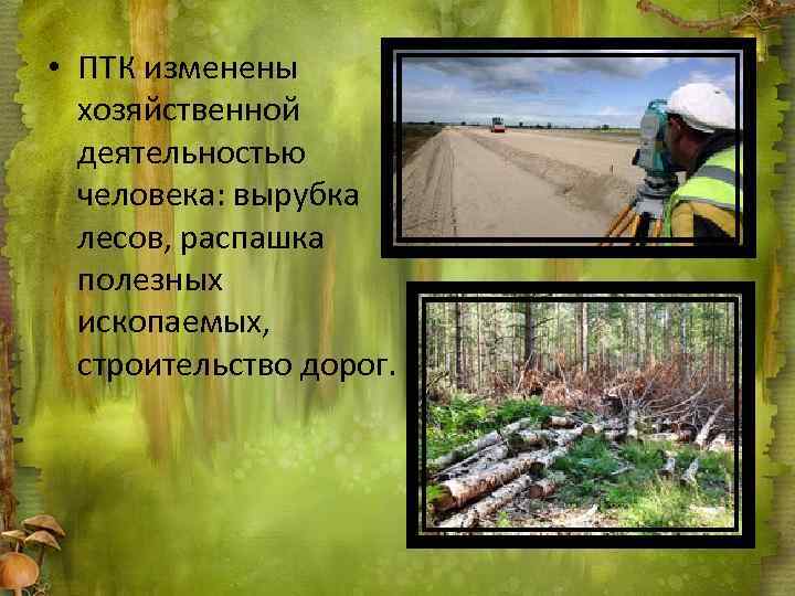  • ПТК изменены хозяйственной деятельностью человека: вырубка лесов, распашка полезных ископаемых, строительство дорог.