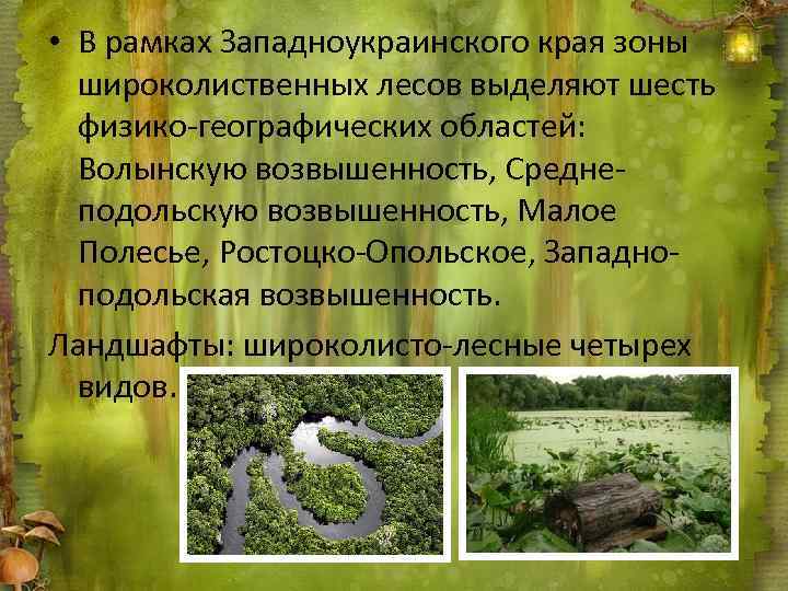  • В рамках Западноукраинского края зоны широколиственных лесов выделяют шесть физико-географических областей: Волынскую