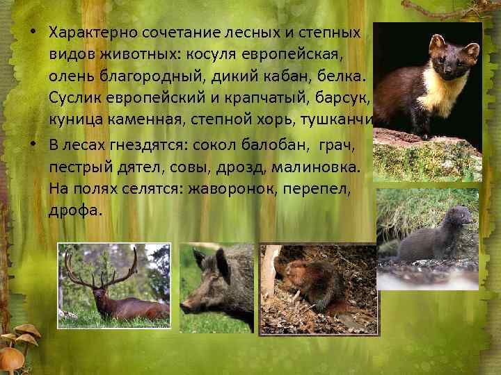  • Характерно сочетание лесных и степных видов животных: косуля европейская, олень благородный, дикий