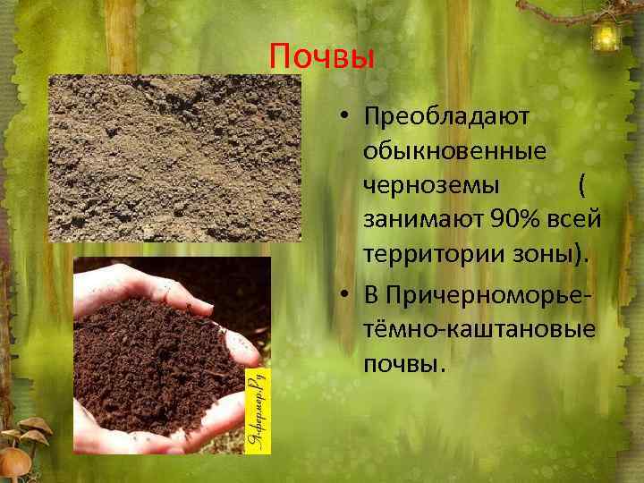 Почвы • Преобладают обыкновенные черноземы ( занимают 90% всей территории зоны). • В Причерноморьетёмно-каштановые