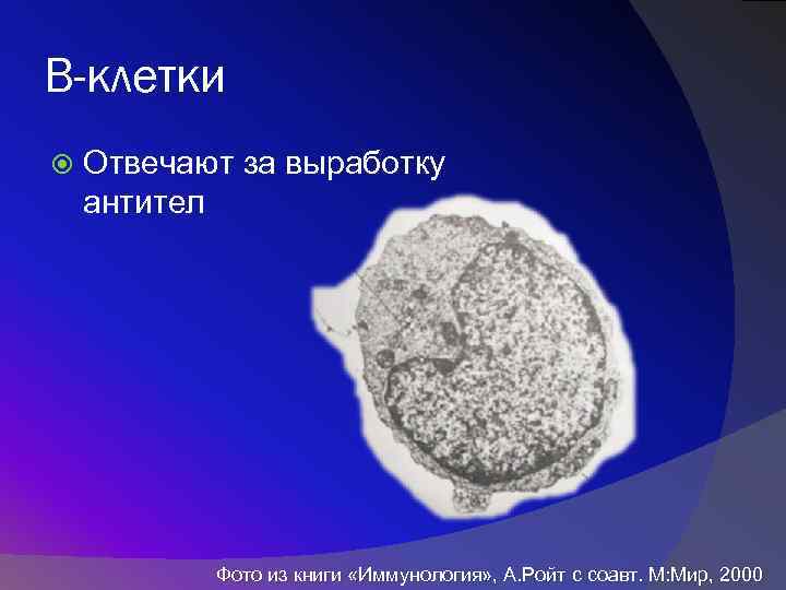 B-клетки Отвечают за выработку антител Фото из книги «Иммунология» , А. Ройт с соавт.