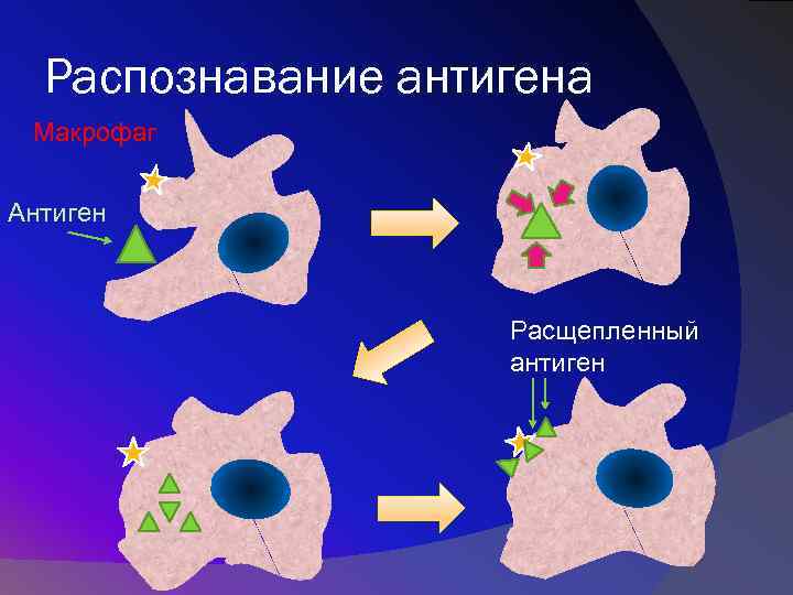 Распознавание антигена