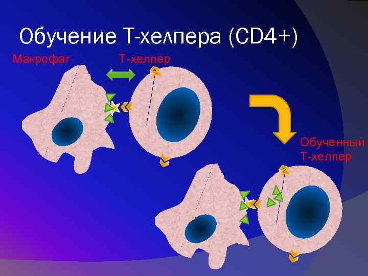 Обучение Т-хелпера (CD 4+) Макрофаг Т-хелпер Обученный Т-хелпер 