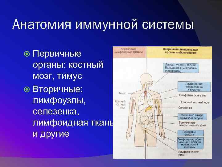 Иммунная система механизм. Иммунная система система. Иммунная система человека анатомия. Центральные органы иммунной системы человека. Структура органов иммунной системы.