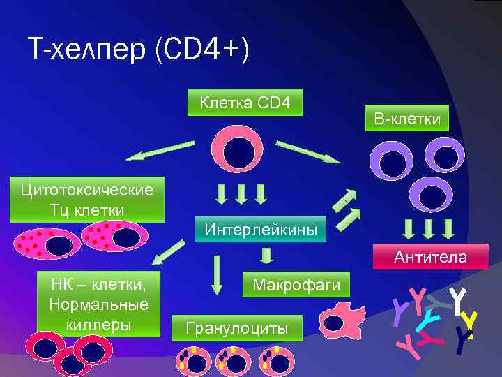 Т-хелпер (CD 4+) Клетка CD 4 В-клетки Цитотоксические Тц клетки Интерлейкины Антитела НК –