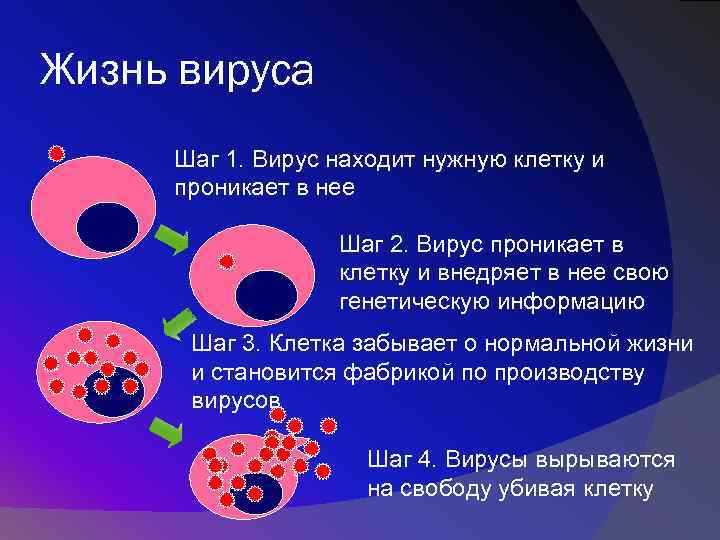 Жизнь вируса Шаг 1. Вирус находит нужную клетку и проникает в нее Шаг 2.