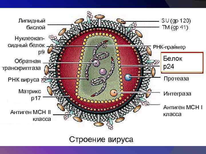 Липидный бислой Нуклеокапсидный белок р9 РНК-праймер Белок р24 Обратная транскриптаза Протеаза РНК вируса Матрикс